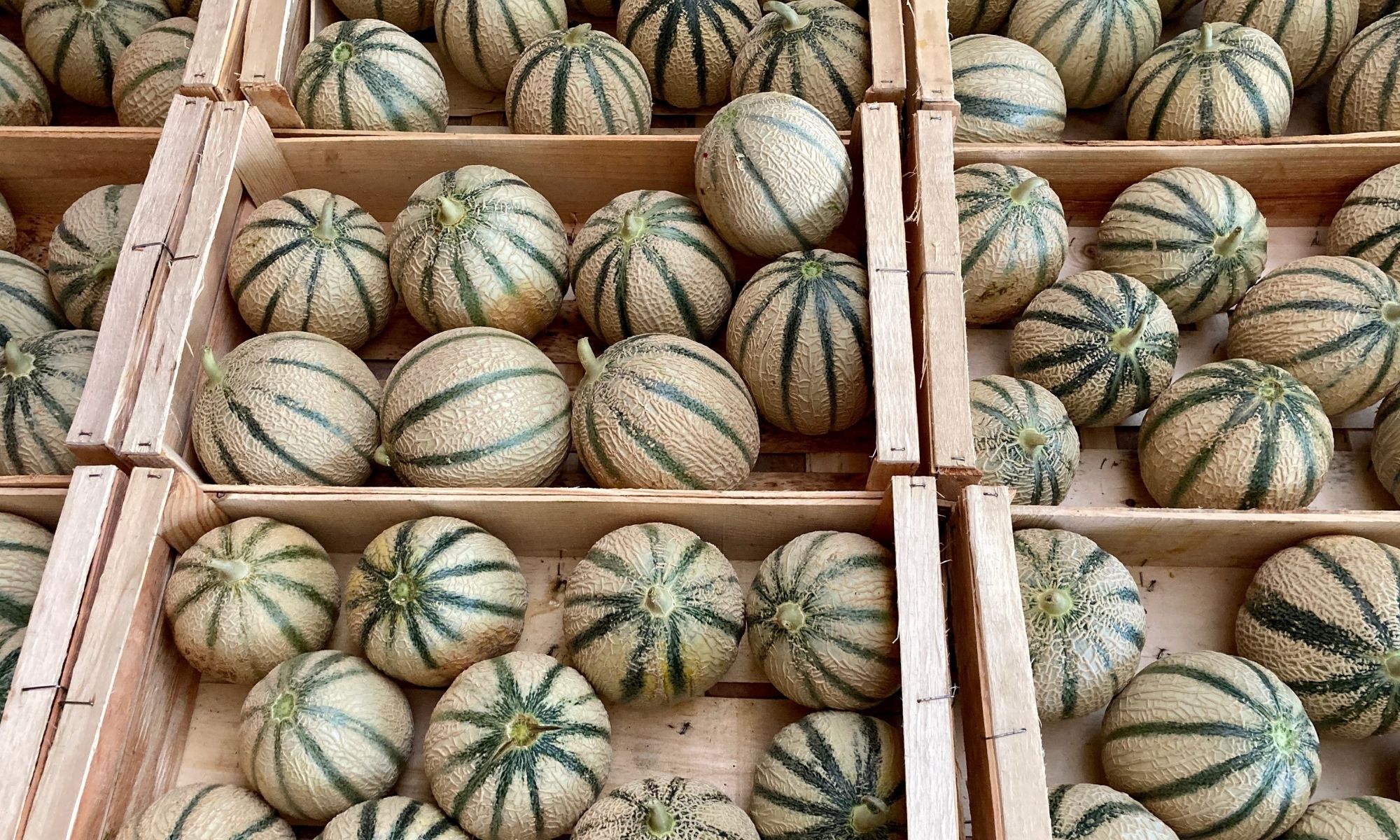 Les Melons de Marc