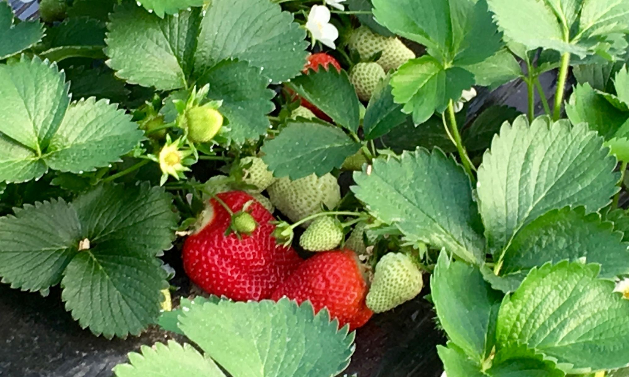 LA fraises!