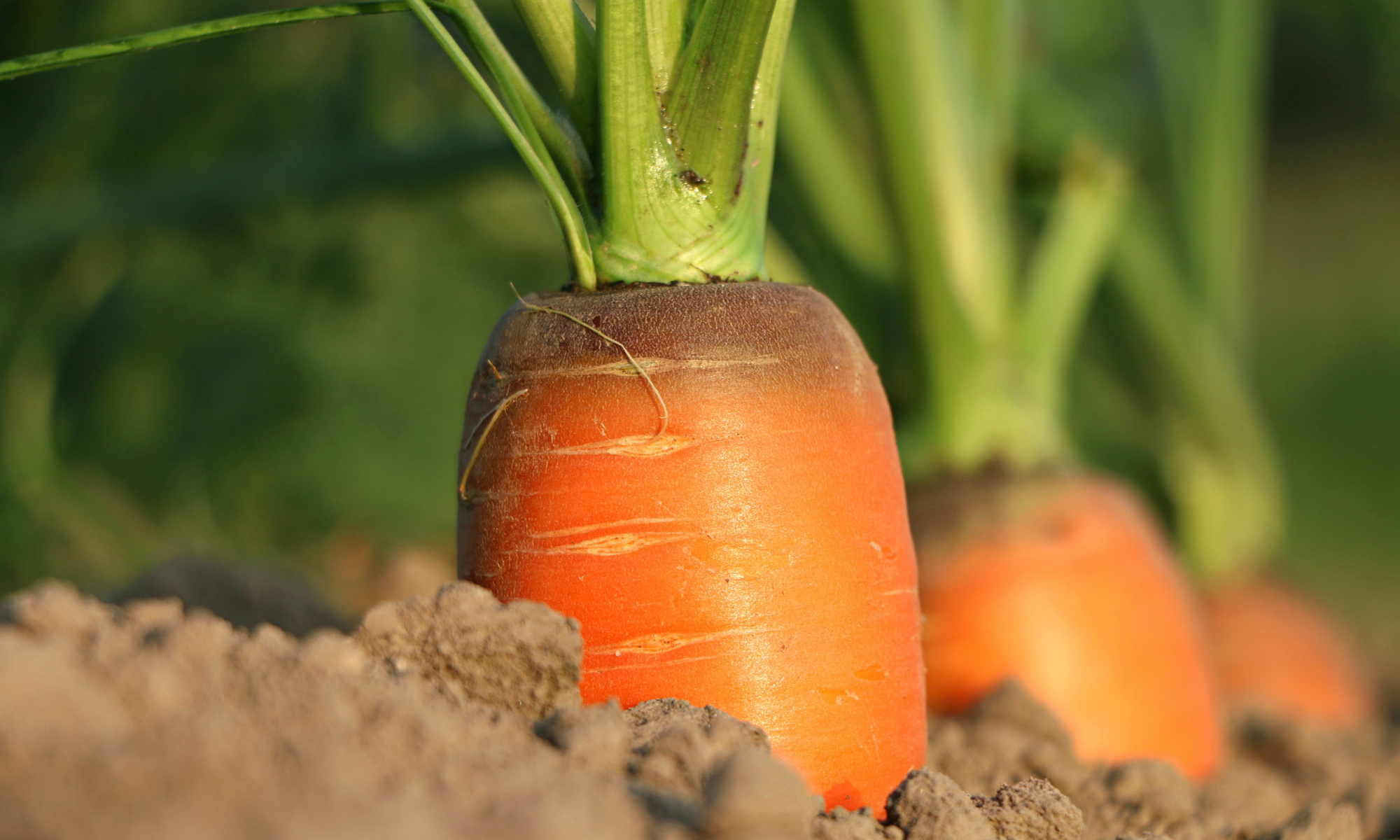 Croque la carotte
